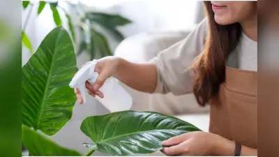 Winter Indoor Plant Care Tips : सर्दियों में हरे-भरे रहेंगे आपके पौधे, बस अपनायें यह ट्रिक्स