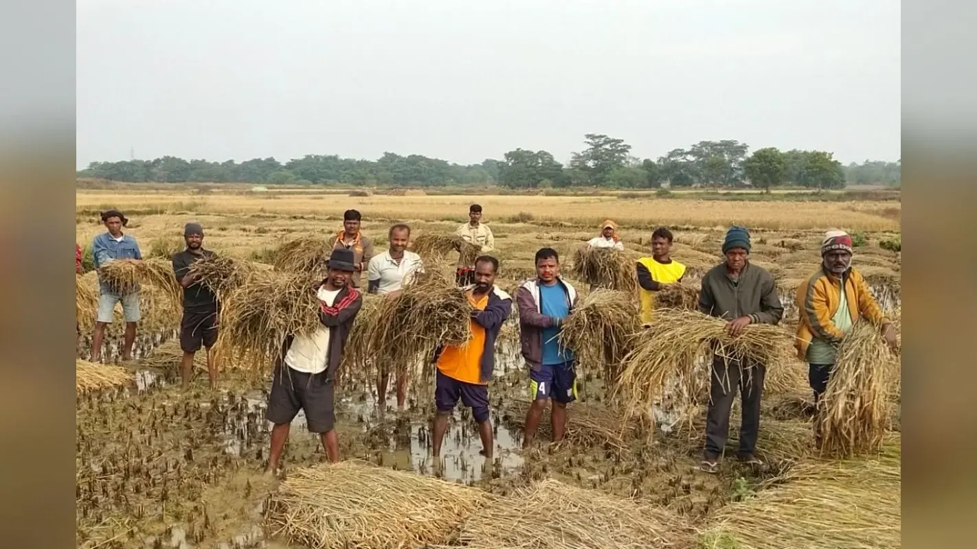 Jharkhand News: पश्चिमी सिंहभूम में अचानक नहर में छोड़ा गया पानी, 3000 एकड़ में धान की फसल बर्बाद