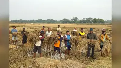 Jharkhand News: पश्चिमी सिंहभूम में अचानक नहर में छोड़ा गया पानी, 3000 एकड़ में धान की फसल बर्बाद