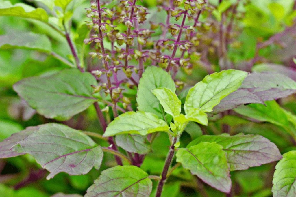 tulsi 111