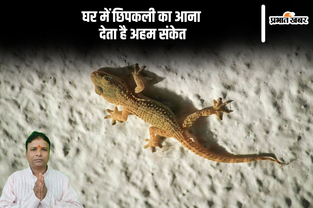 घर में छिपकली का नजर आना शुभ होता है या अशुभ, जानें क्या होते हैं संकेत