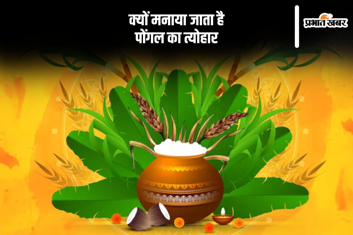 क्यों मनाते हैं पोंगल का त्योहार, यहां से जानें