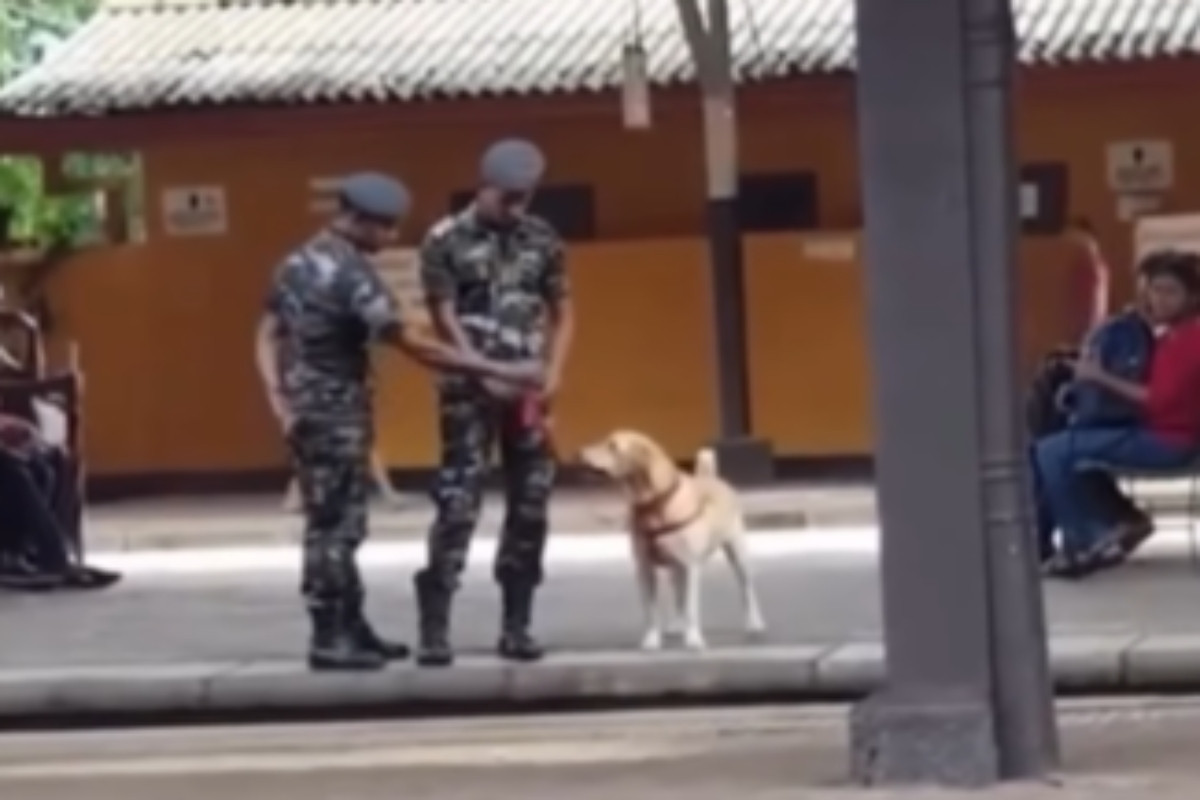VIRAL VIDEO: मिलिट्री डॉग का मस्ती भरा डांस, सड़क पर खेलते वीडियो वायरल