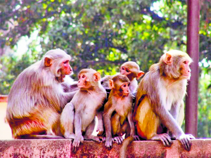 बंदरों के उत्पात से शहरवासी परेशान, छतों पर लोगों का जाना मुश्किल