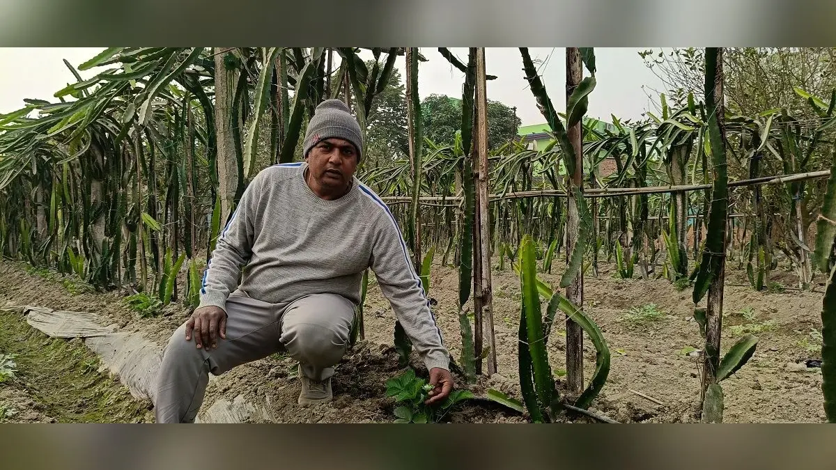 Katihar news : सेब, ड्रैगन फ्रूट व अंजीर की मिश्रित खेती दे रही मुनाफा