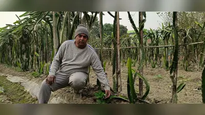 Katihar news : सेब, ड्रैगन फ्रूट व अंजीर की मिश्रित खेती दे रही मुनाफा