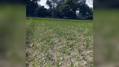 Purnia news : गेहूं उत्पादक किसानों को मौसम ने फिर दिया धोखा, समय से शुरू नहीं हुई ठंड