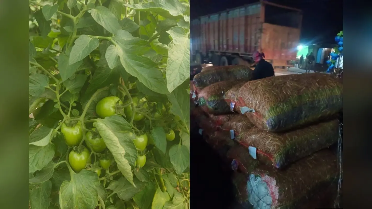 Agriculture News: बिहार के किसानों के लिए खुशखबरी, टमाटर और मटर की होगी सीधी खरीद, मिलेगा उचित दाम
