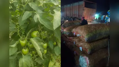 Agriculture News: बिहार के किसानों के लिए खुशखबरी, टमाटर और मटर की होगी सीधी खरीद, मिलेगा उचित दाम