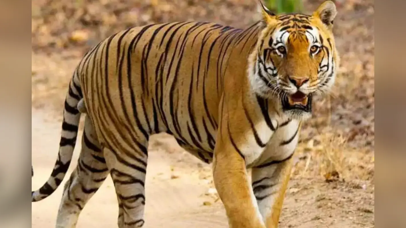 Bagaha News: रिहायशी इलाके में बढ़ी बाघ की चहलकदमी, लोगों में दहशत का माहौल
