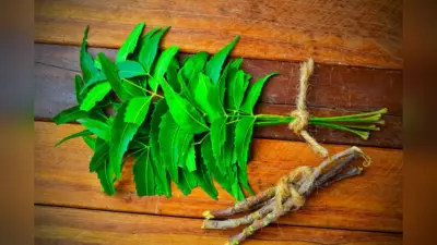 Benefits of Neem leaves: खाने में कड़वा, लेकिन फायदे कई, नीम की पत्तियों से दूर होंगी कई बीमारियां