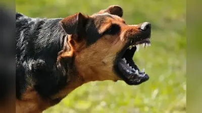 Bihar News: 10 साल की बच्ची को आवारा कुत्तों की झुंड ने नोंच-नोंच कर मार डाला, तोड़ा दम