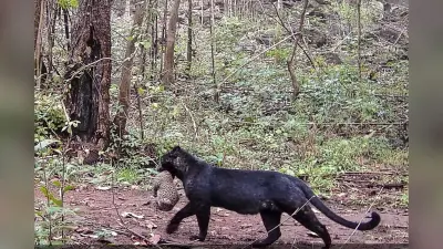 Black Leopard: ओडिशा के जंगल में नजर आया मोगली का ‘बगीरा’, अपने शावक के साथ दिखा दुर्लभ काला तेंदुआ, देखें वीडियो