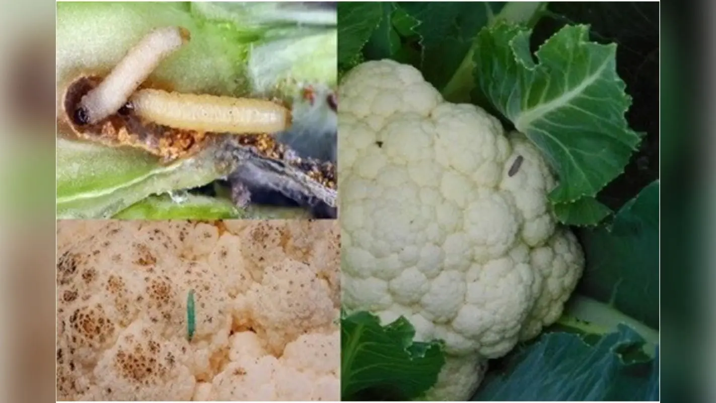 Cauliflower Cleaning Tips : फूलगोभी से बस कुछ ही पलों में कीड़े होंगे छूमंतर,अपनाएं ये किचन हैक्स