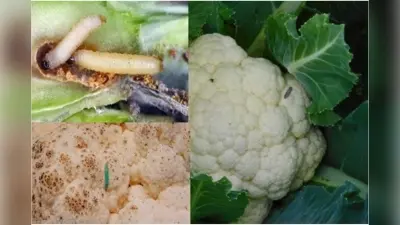 Cauliflower Cleaning Tips : फूलगोभी से बस कुछ ही पलों में कीड़े होंगे छूमंतर,अपनाएं ये किचन हैक्स