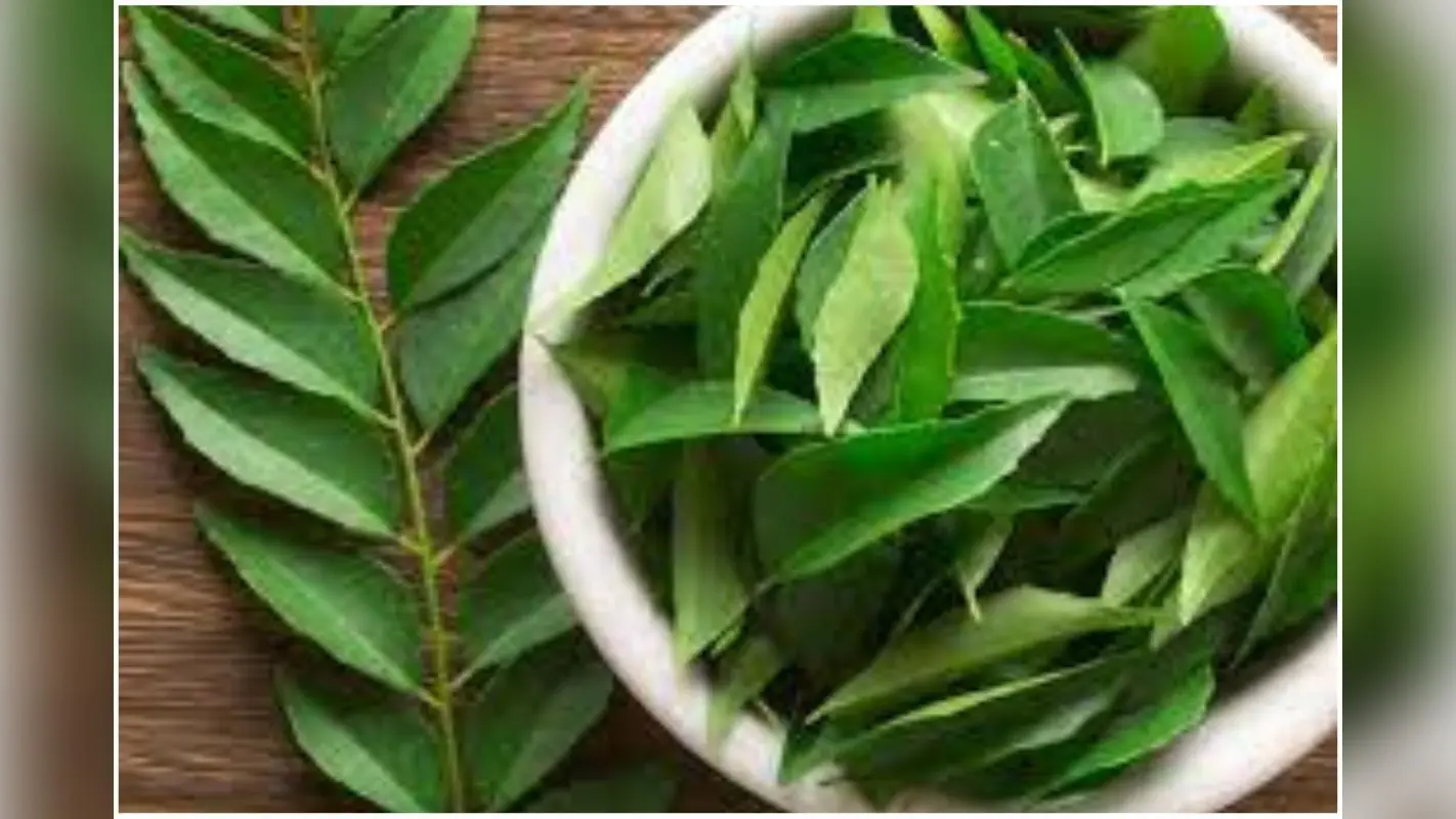 Curry Leaves Magic: हर रोज चबाएं बस 2 से 4 पत्ते, फिर देखिए जादू