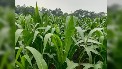 कजरा कीट फसल को कर रहा बर्बाद