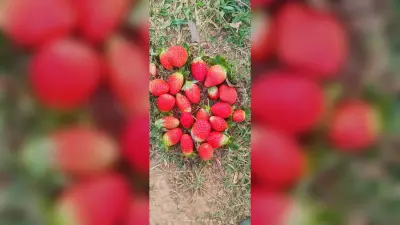 पाकडीह के किसान एजाज ने किया कमाल, की स्ट्रॉबेरी की पहली खेती