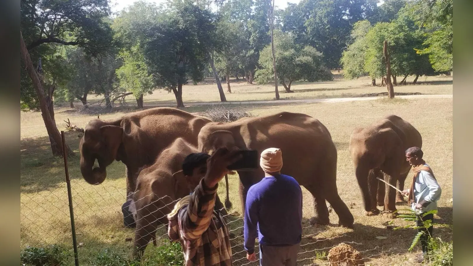 बेतला पार्क में हाथी की सवारी पर सात साल से बैन, पर्यटक मायूस