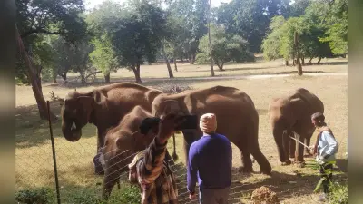 बेतला पार्क में हाथी की सवारी पर सात साल से बैन, पर्यटक मायूस