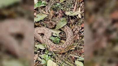 Siwan News : घुरघाट मठिया में निकला अजगर, ग्रामीणों ने दूसरे गांव में छोड़ा