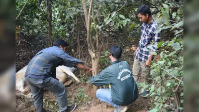 Jamshedpur News : चांडिल में बाघ ने बैल को मार डाला, बछिया को ले गया साथ, शिकार का नजारा देखने वाले किशोर दहशत में, कहा…