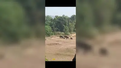 East Singhbhum : घाटशिला के डाइनमारी-माकुली जंगल में घुसे दो हाथी व एक बच्चा