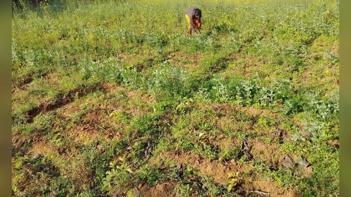 ख ::::::::: कोहरा व ठंड से बर्बाद हो रहे फसल, किसान चिंतित