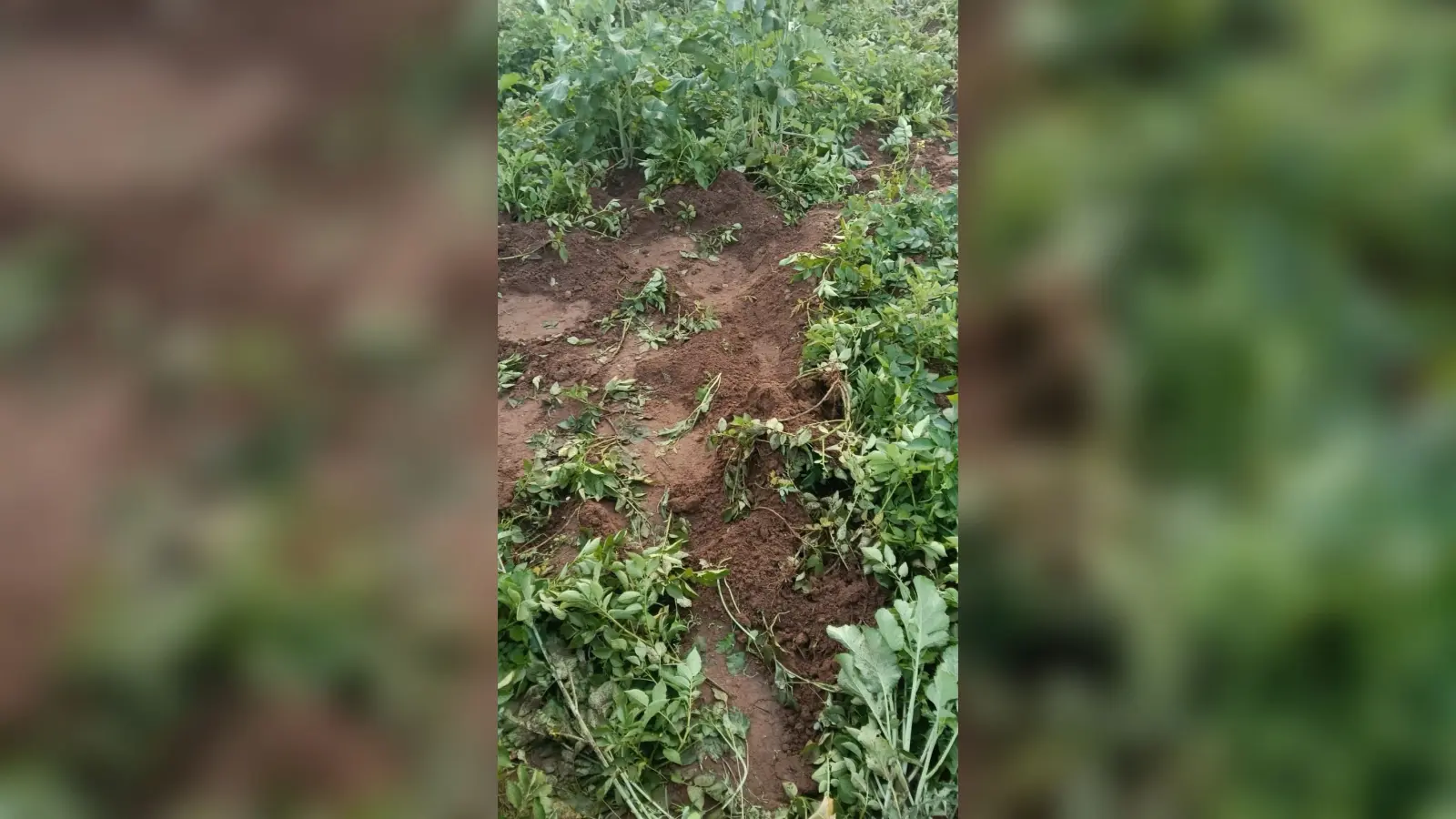 Bokaro News : हाथियों ने घर का दरवाजा तोड़ा, परिवार ने भाग कर बचायी जान