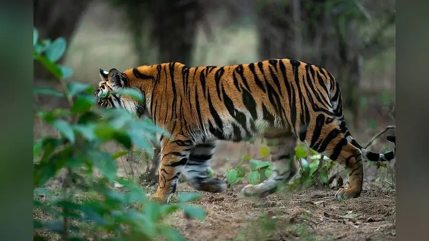 Tiger news in Garhwa : गढ़वा के जंगलों में बाघ की दहशत, मवेशी को मार डाला, वन विभाग से अलर्ट जारी