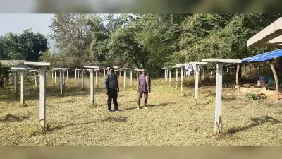 Chaibasa News : ड्रैगन फ्रूट की खेती करें किसान, होगा अधिक लाभ