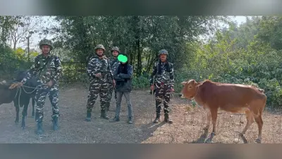 पशु तस्कर से एसएसबी ने दो गायों को कराया मुक्त