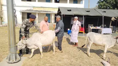 एसएसबी ने लगाया पशु चिकित्सा शिविर