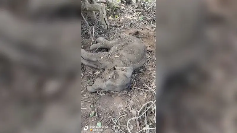 Video: झारखंड में सर्दी का सितम, ठंड से हाथी का बच्चा हुआ बेहोश, वन विभाग की टीम ने ऐसे की मदद
