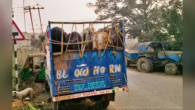 चार मवेशियों के साथ पकड़ाये पिकअप पर खूब हुआ ड्रामा
