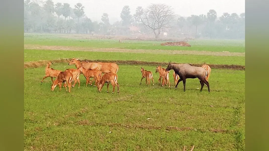 hajipur news . दर्जनों गांवों में खेतों में लगी फसल बर्बाद कर रहे नीलगाय