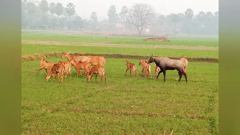 hajipur news . दर्जनों गांवों में खेतों में लगी फसल बर्बाद कर रहे नीलगाय
