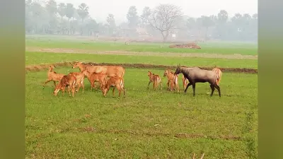 hajipur news . दर्जनों गांवों में खेतों में लगी फसल बर्बाद कर रहे नीलगाय
