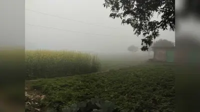 कोहरे की चादर से लिपटा रहा सूर्य, देर से खोली आंखें