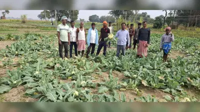 Giridih News :झुलसा रोग से फसल बर्बाद होने की आशंका, कीमत भी घटी