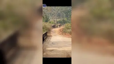 East Singhbhum News : बच्चे की तलाश में गांवों में उत्पात मचा रहे उग्र हाथी, घरों में कैद हुए ग्रामीण