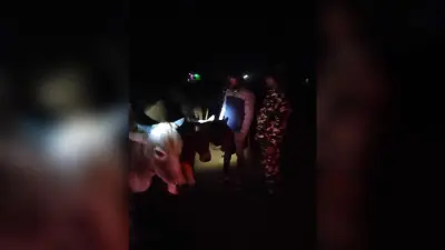 21 मवेशियों के साथ तीन तस्कर गिरफ्तार