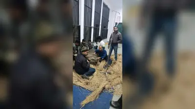 East Singhbhum News : डुमकाकोचा में बेहोश मिले हाथी के बच्चे की मौत, मुंह में घाव के कारण कई दिनों से खा-पी नहीं रहा था, कमजोर हो गया था