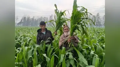 नीलगाय से परेशान किसान वन विभाग से पकड़ने की कर रहे मांग