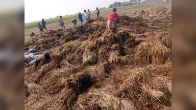 खलिहान में लगी आग, 50 हजार का धान जलकर राख