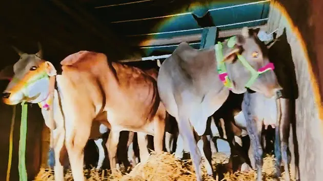 Gopalganj News : आजमगढ़ से ट्रक पर लाद दरभंगा ले जाये जा रहे मवेशी बरामद, पांच तस्कर धराये