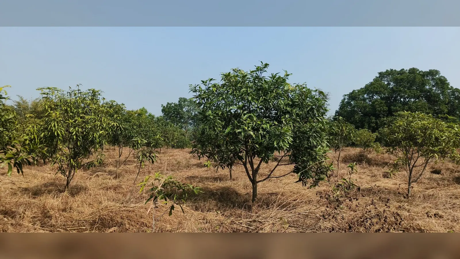 Dhanbad News : कमीशन नहीं दिया तो मस्टर रोल किया शून्य, मजदूरी के लिए चक्कर लगा रहे मनरेगा मजदूर