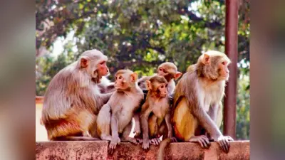 बंदरों के उत्पात से शहरवासी परेशान, छतों पर लोगों का जाना मुश्किल