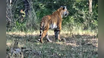Jamshedpur news. मोर को मारने के बाद दलमा जंगल में घूम रहा है बाघ, सावधान होकर आना-जाना करें