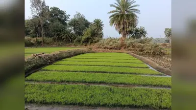 गरमा धान की खेती में जुटे सिंचित इलाके के किसान